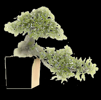 Aesculus hypocastanum ou maronier d'inde