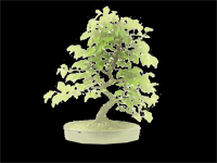 carpinus betulus ou charme en bonsai