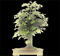 fagus sylvatica le h�tre en bonsai