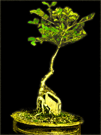 fraxinus excelsior le fr�ne en bonsai